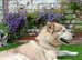 Husky x Malamute looking for his forever home