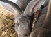 Continental X rex rabbits