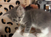 British Longhair Kittens