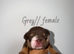 KC REGISTERED ENGLISH BULLDOG PUPPIES