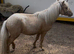 Palomino blanket spot mini colt ride and drive