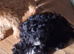 Beautiful Cockerpoo X Poodle puppies