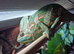 Beautiful male 2 year old chameleon looking for new home