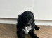 1 handsome chap still waiting for a family home