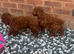Gorgeous goldendoodle puppies