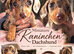 Dapple female miniature dachshund