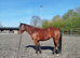 5yo 13.3hh QH &times; Sports Horse Mare