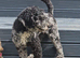 Miniature Poodle Adult female