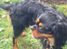 Cavalier King Charles Black and Tan boy