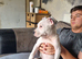 Staffy puppies