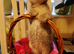 Scottish fold mixed litter