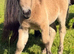 Registered Miniature Shetland filly
