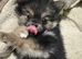 Pomeranian Puppy