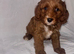 Adorable f1b cavapoo puppies