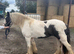 14.2 Heavy Weight Mare