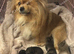 Pomeranian Puppys