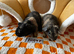 Two female skinny (werewolf) guinea pigs