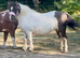 Beautiful fully registered 40&rdquo; mare