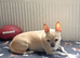 Beautiful boy Chihuahua
