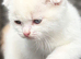 Scottish fold kittens boy