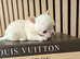 Beautiful quality tiny apple head chihuahuas