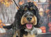 Beautiful cockapoo puppy