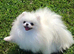 SNOW WIHTE POMERANIAN FOR SALE