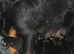 STUNNING LARGE ROTTWEILER PUPPIES - 2 BOYS AVAILABLE