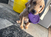 Labrador Retriever puppies