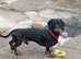 Male miniature dachshund
