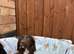 Stunning Cocker spaniel puppies