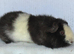 Teddy Guinea Pig Boars