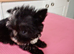 Tiny PomChi Boy