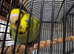 4 Green budgies looking for new home