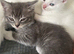 Mixed British short hair kittens