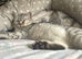 READY NOW!! British short hair x Scottish Fold kittens