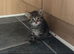 Kitten