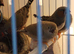 Young zebra finches