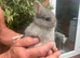 Ready now Netherland dwarf babies