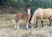 Irish X Filly  Foal