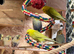 Aviary bred Budgies