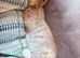 Gorgeous ginger and white boy kitten