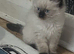Beautiful Ragdolls