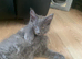 TICA registration Blue Maine coon kittens