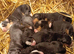 Bernese Mountain Dog Puppies - 2 puppies left