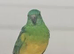 Redrump Parrot