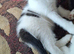3 Girl & 3 Boy Kittens (ready 04/08/26)
