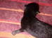 5 kittens fo sale