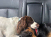 Cocker spaniel stud dog available.