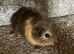 Sow guinea pig baby ready to leave